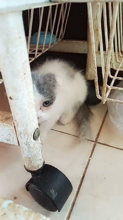 cat sksis soosnsoaia aoissv soaiansk