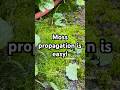 Moss propagation is easy! #terrarium #moss #vivarium #aquascaping #plantparent #plantlife #plants