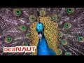 Pfau schlägt Rad - Peacock // Royalty FREE Stock FULL HD Footage //