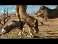 Fearless Ram vs. Big Camels