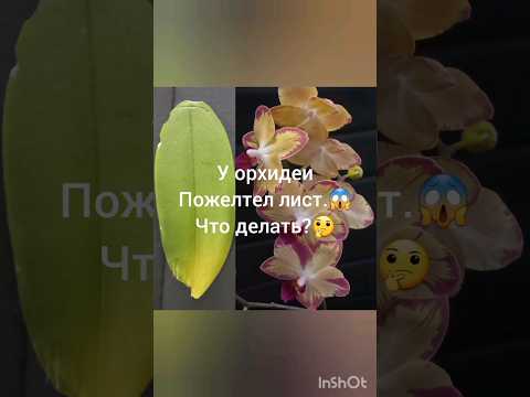 У орхидеи пожелтел