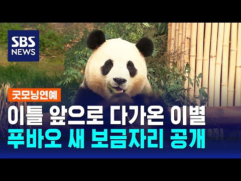 이별 앞둔 푸바오와 할부지…중국의 새 보금자리 공개 / SBS / 굿모닝연예