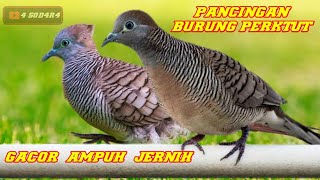 🟠pancingan burung perkutut mp3 || paling gacor ampuh jernih buat pikat