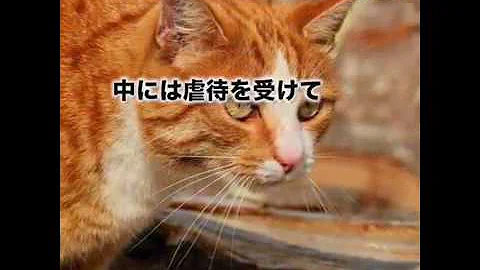 福岡猫虐待事件 Mp3 福岡猫虐待事件 Mp3