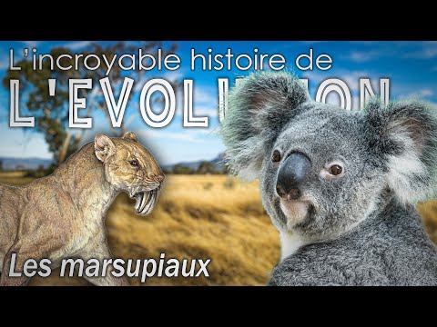 Vidéo: Le monde des animaux étonnants. Taupes marsupiales: mode de vie, description de l'espèce, caractéristiques structurelles