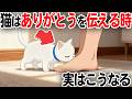 絶対気づいて！猫がありがとうを伝える時のサイン【猫雑学】