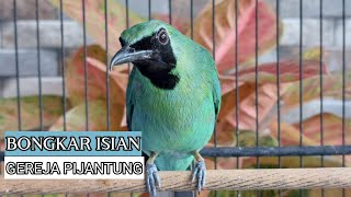 Nagen Ngamuk Bongkar Isian   Cucak Ijo Isian Kasar