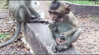 Baby Monkey Get A Small Food For Eat, Monkeys 1081 Tube Bbc
