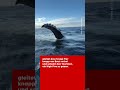 Spektakuläre Begegnung: Buckelwal gibt Touristen ein «High Five»! 🌊🐋