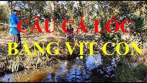 CÂU CÁ LÓC MẸ BẰNG VỊT CON