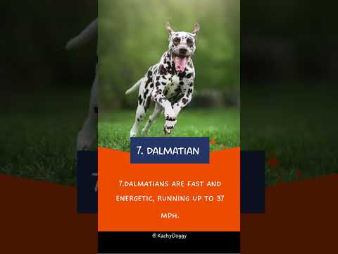 Top 10 Fastest Dog Breeds in the World 🐕 #shorts #dog