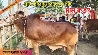 হাটের সেরা বড় গরু কত দাম চাচ্ছে বেপারিরা! হযরতপুর গরুর হাট 2024