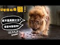 【從零開始養】獅!竟不是萬獸之王?愛愛叫聲奇特?吃爆羊鴨?會玩紙箱?反差萌?【許伯簡芝】Lion