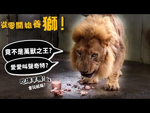 【從零開始養】獅!竟不是萬獸之王?愛愛叫聲奇特?吃爆羊鴨?會玩紙箱?反差萌?【許伯簡芝】Lion