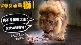 【從零開始養】獅!竟不是萬獸之王?愛愛叫聲奇特?吃爆羊鴨?會玩紙箱?反差萌?【許伯簡芝】Lion