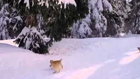 Mitchel Musso   Lean On Me    Official Music Video for  Snow Buddies  Movie  High Quality Video