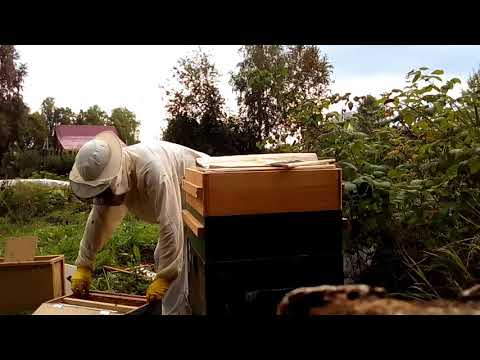 Видео: Осмотр пчелиной семьи 16 августа 2017 года