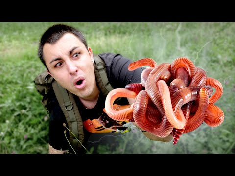 Vidéo: Qu'est-ce qu'une tique mange dans la nature ?