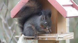 Eichhörnchen isst Vogelhaus leer - Squirrel Eats Birdfood