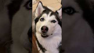NEVER Say This Word Around A Siberian Husky... #shorts NEVER Say This Word Around A Siberian Husky... #shorts