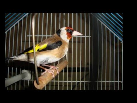 Accouplement Chardonneret Et Canaris Youtube Accouplement Chardonneret Et Canaris Youtube