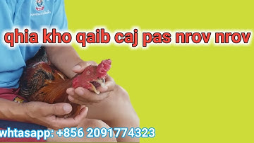 Qaib caj pas nrov nrov kho li no