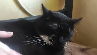 Мурчання котика на мирний добрий сон #catkyiv #catukraine #catvideo4k #мурчання #catcherry #vovk