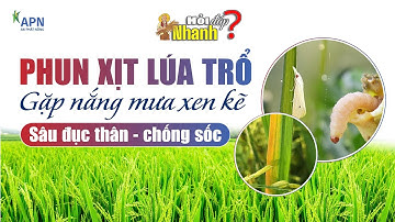 APN - PHUN XỊT LÚA TRỔ GẶP MƯA XEN KẼ | SÂU ĐỤC THÂN, CHỐNG SỐC