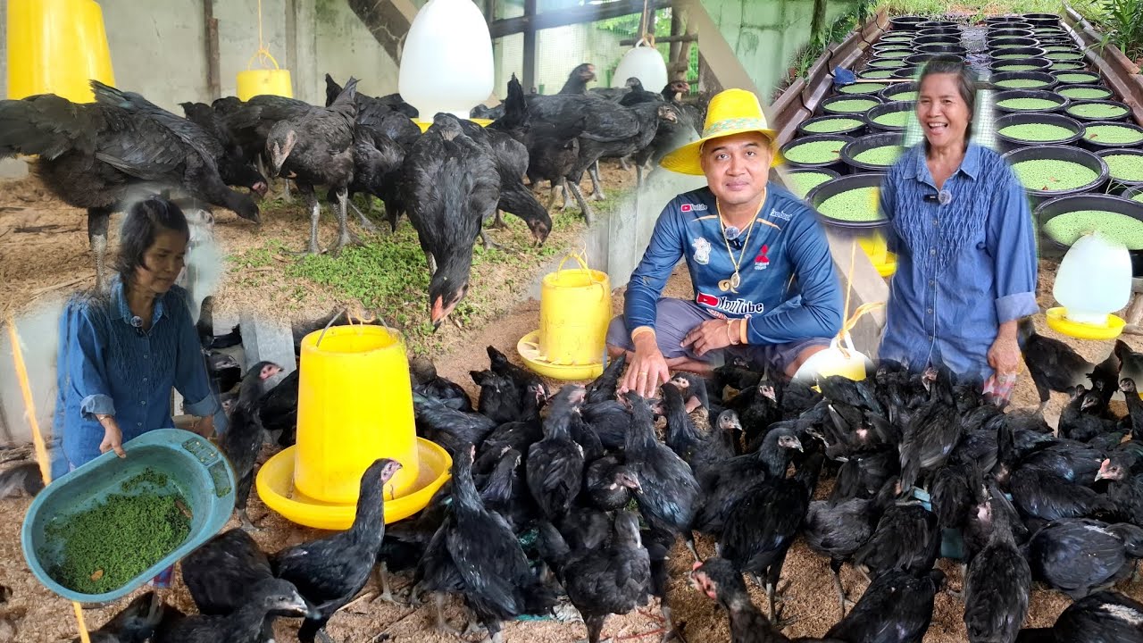 เลี้ยงไก่ด้วยแหนแดง!!ใช้ต้นทุนต่ำไก่ประดู่หางดำมีเท่าไหร่ก็ไม่พอขาย