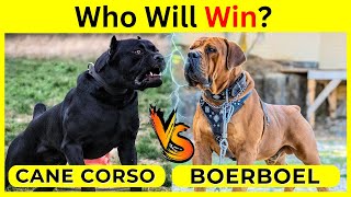 Cane Corso vs Boerboel Which breed should you choose | Which One is Best for you #dogfights by Wildlife Claws 559 views 11 days ago 3 minutes, 2 seconds