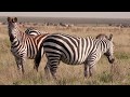 Serengeti Safari Episode 3 - Lucky Stripes