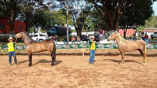 Morfologia Cavalo Júnior de Marcha Batida. II EXPÔ FORMIGA-MG. 
