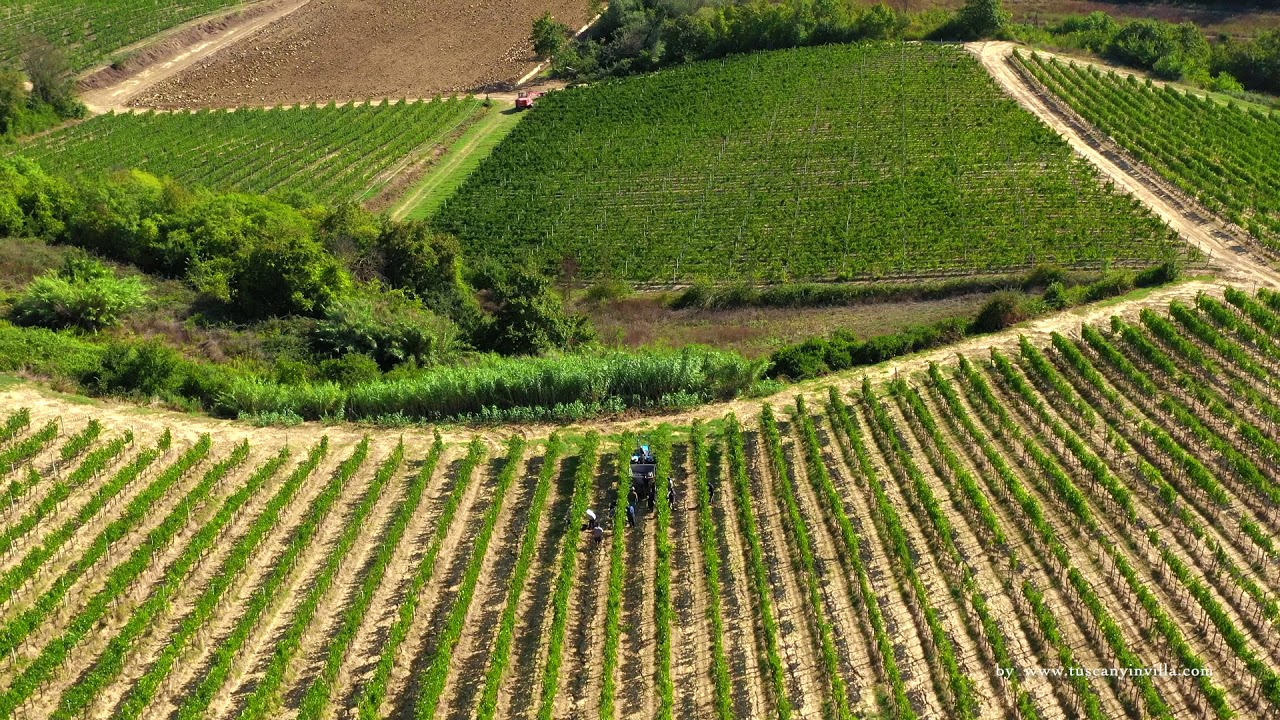 ‘Dicatum’ 2019 harvest at Fattoria Montellori