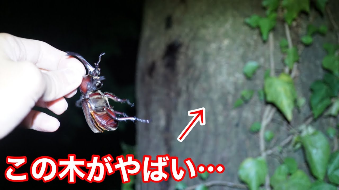 You Can Find Beetles in a Local Park Just 15 Minutes Away