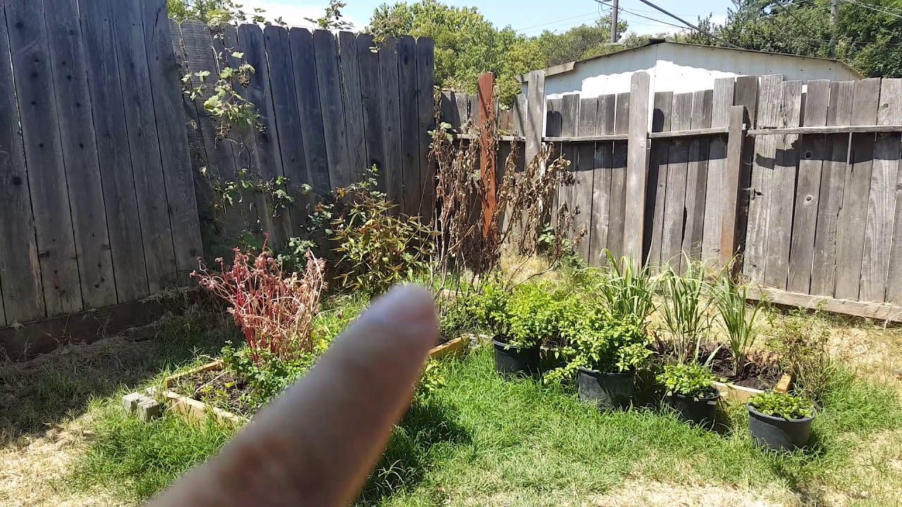 Outdoor grow 2020 (WIFEY is the real MVP garden care) update 5