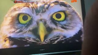 Hbo Hits Continuity Asia 1132025 Smallfoot