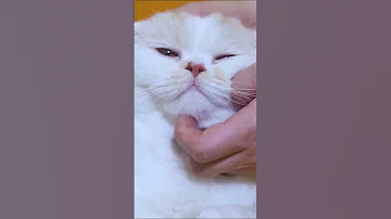 Как правильно гладить кошку? #shorts