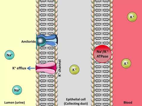 Mechanism of Action of Amiloride