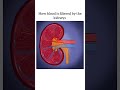 Blood Filtration | Kidneys | Process