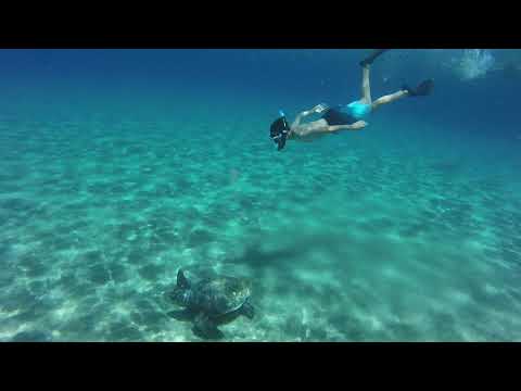 NaxosYachtingCatamarans® female loggerhead