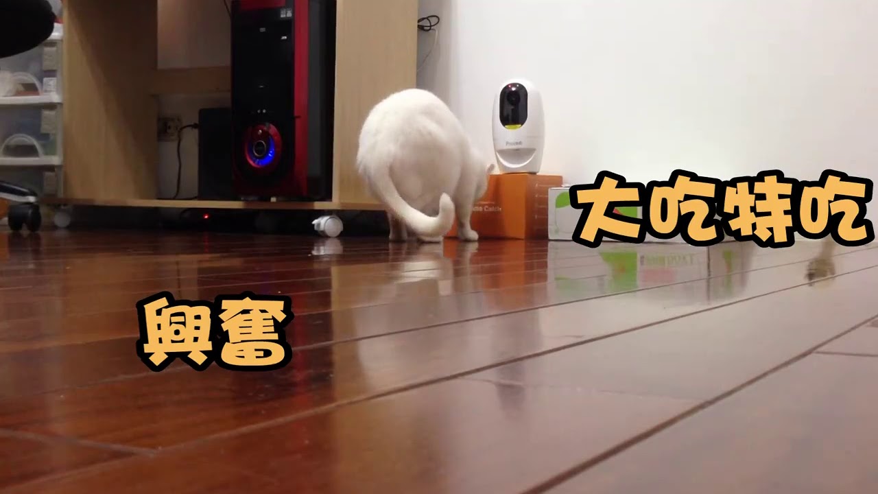 【Pawbo波寶】寵物互動攝影機-白/粉紅-網紅豆漿開箱