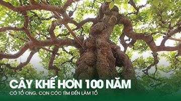 Kỳ Lạ Cây Khế Hơn 100 Năm Có Tổ Ong, Con Cóc Tìm Đến Làm Tổ | Báo Dân Việt