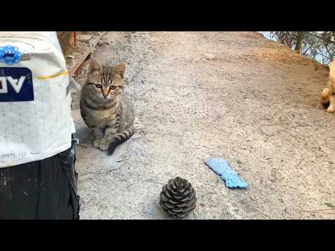 😹💥 Kittens playing with a pine cone for the first time! You'll love their reactions!