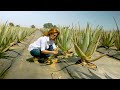 Modern Aloe Vera Agriculture Aloe Vera Farming & Aloe Vera Harvesting Processing of Aloe Vera Gel