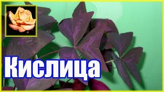 Кислица (оксалис). Самое неприхотливое комнатное растение. 🌿 Кислица (оксалис). Самое неприхотливое комнатное растение. 🌿