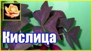 Кислица (оксалис). Самое неприхотливое комнатное растение. 🌿