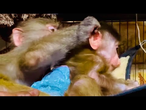 Люся снова. в вольере Степы и Мани! Степа и Люська ОЧЕНЬ БУРНО выясняют ЧЬЯ Маняшка!