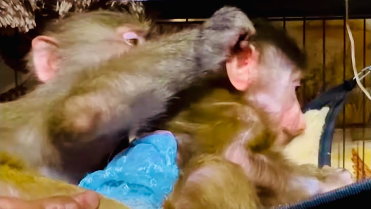 гамадрилы степка люся и маня