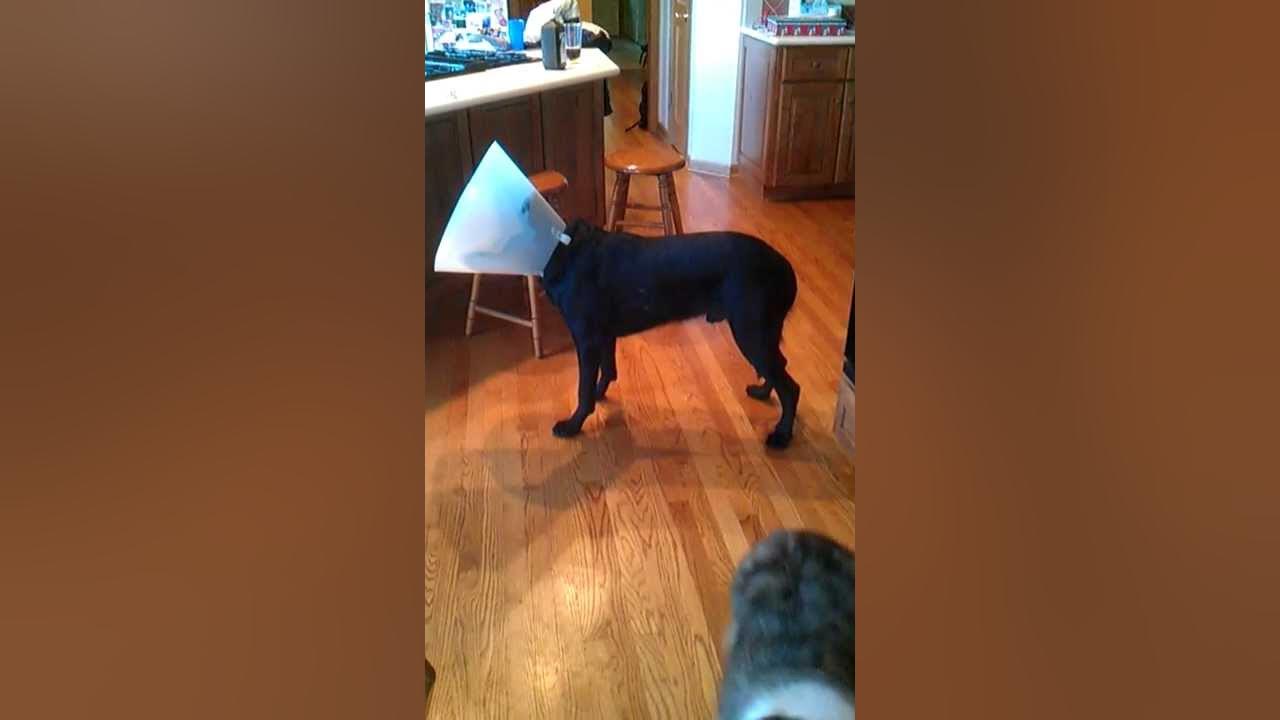 My dog HATES the cone! YouTube