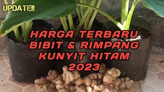 HARGA TERBARU BIBIT & RIMPANG KUNYIT HITAM 2023